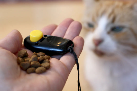 Clicker train your cat