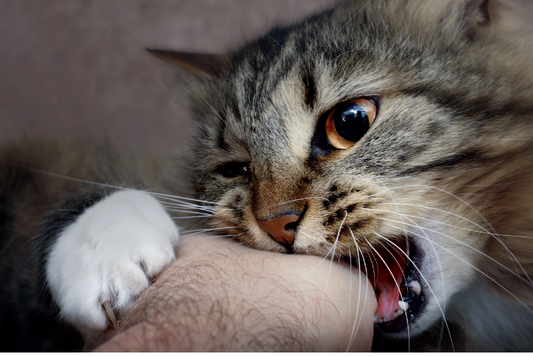 How To Discipline Your Cat Properly.